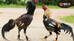 Đá gà ăn 8 là sao – ý nghĩa và khái niệm cơ bản