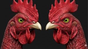 meo-xem-tuong-dau-ga